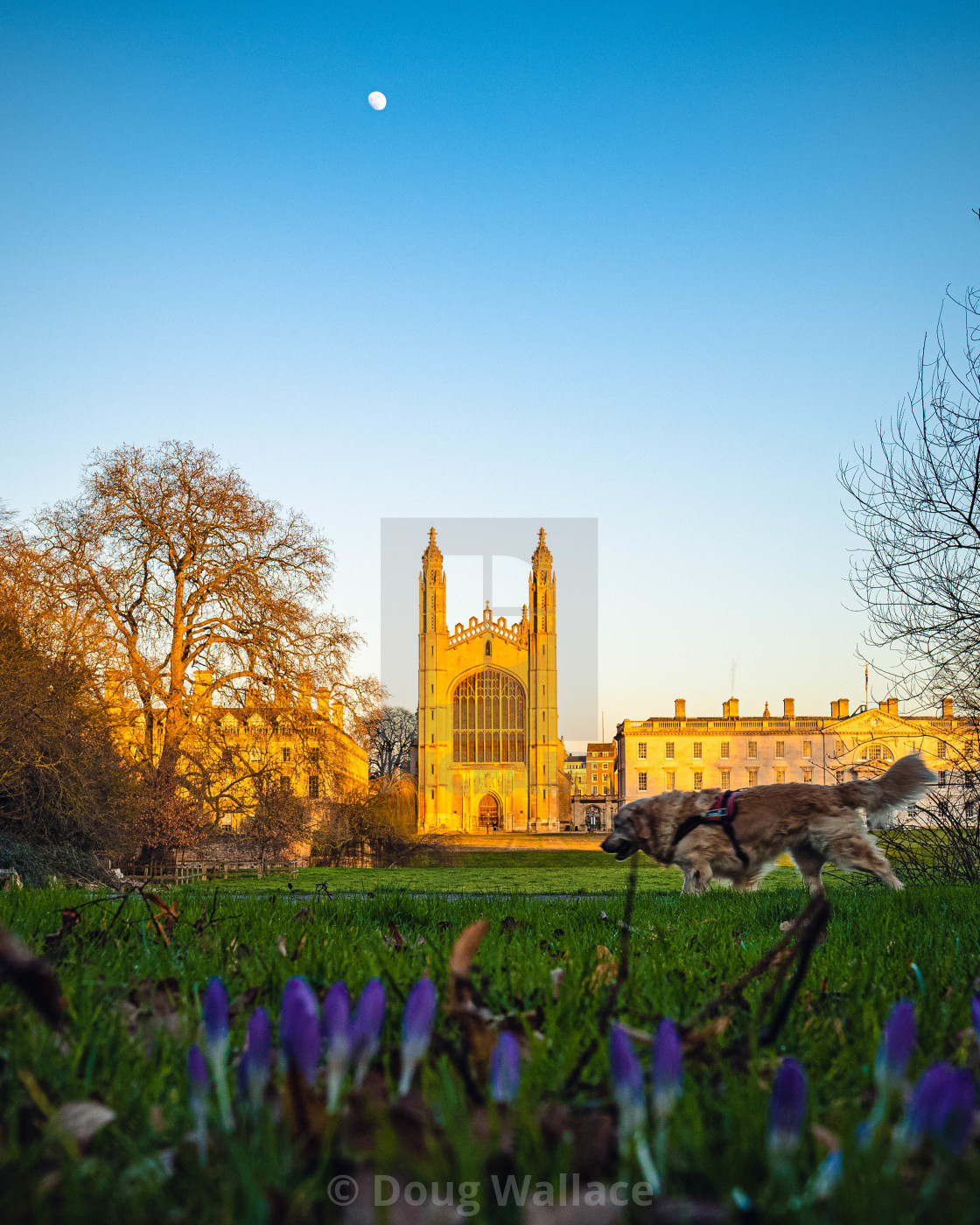 "Kings College Chapel Sunset" stock image