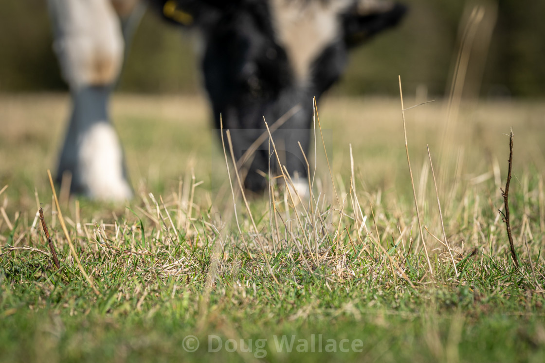 "Cow, Coldhams Common Cambridge UK." stock image