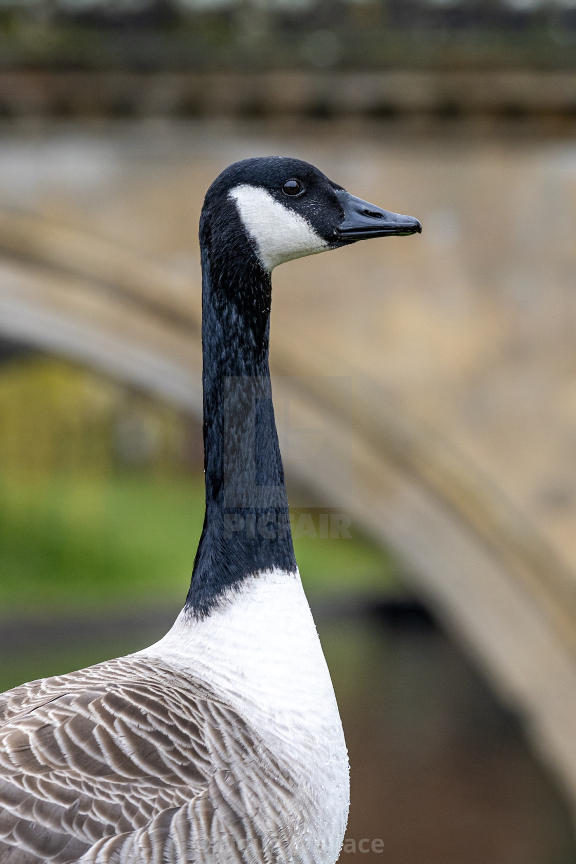 "Goose, Trinity College Cambridge UK." stock image