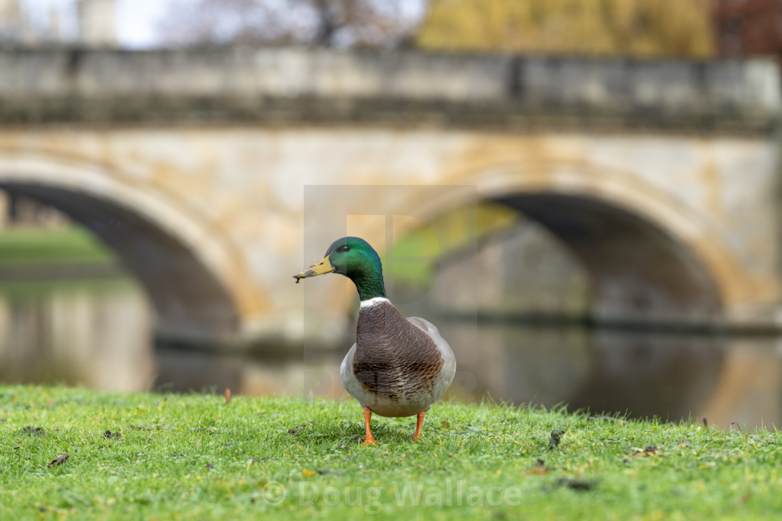 "Duck, Trinity College Cambridge UK." stock image