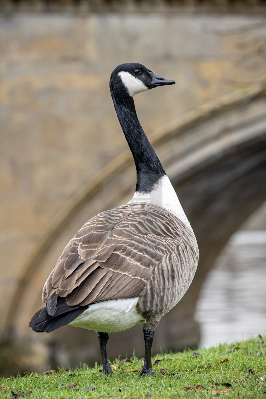 "Goose, Trinity College Cambridge UK." stock image