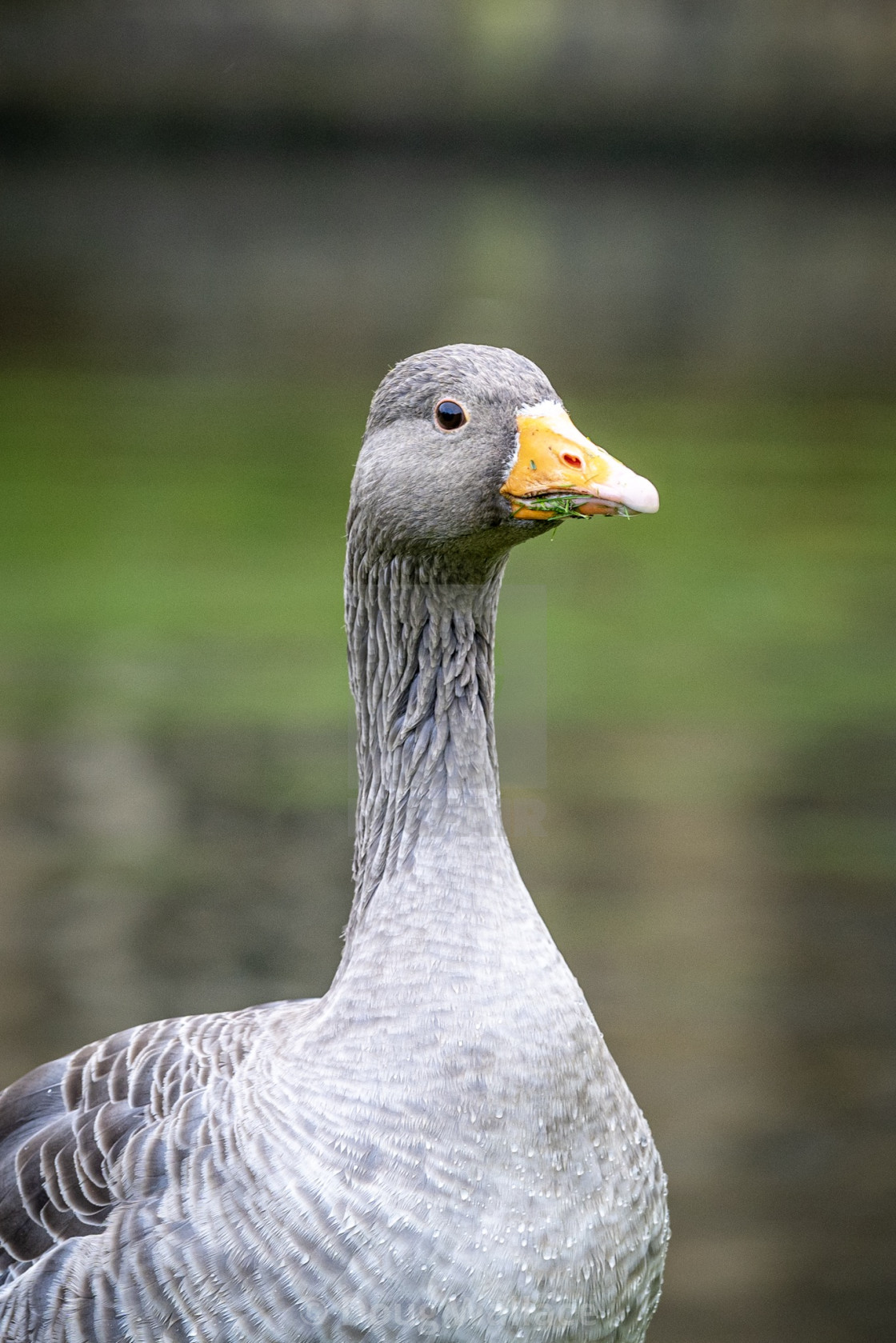 "Grey Goose, Trinity College Cambridge UK." stock image