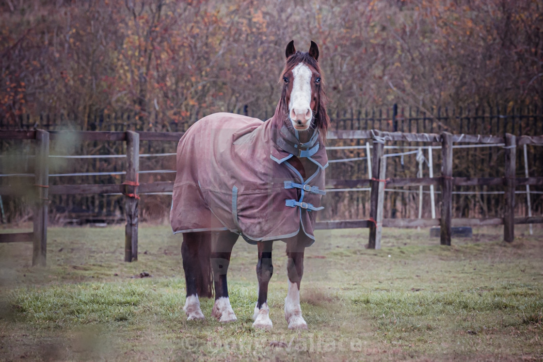 "Horse, Fen Ditton Cambridge UK." stock image