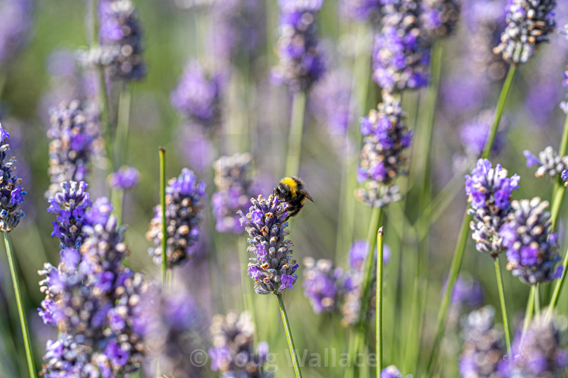 "Bee in Lavender Field." stock image