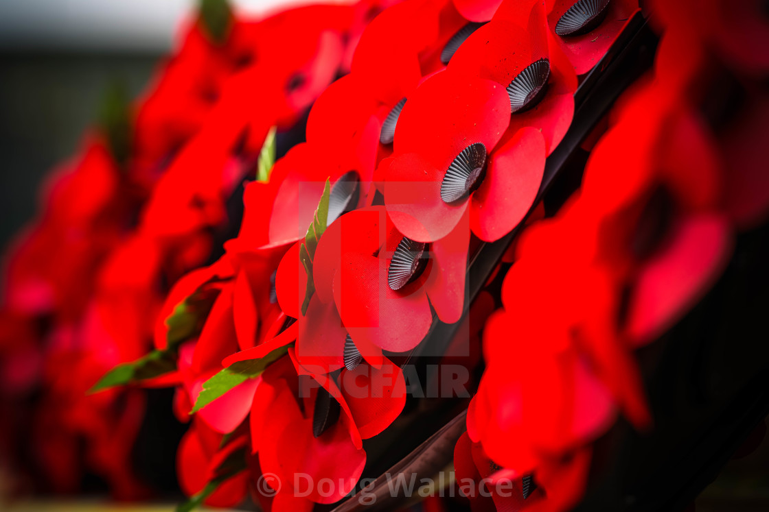 "Remembrance Day Poppy" stock image