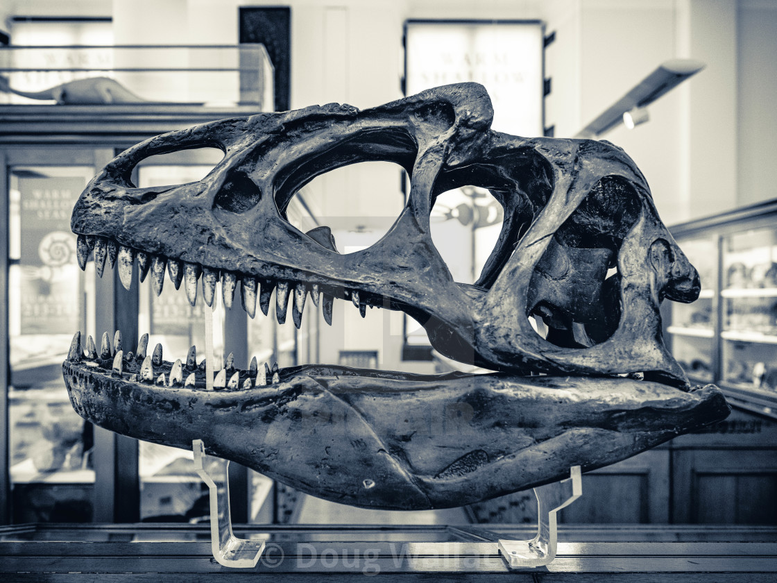 "Dinosaur Skull, Black & White" stock image