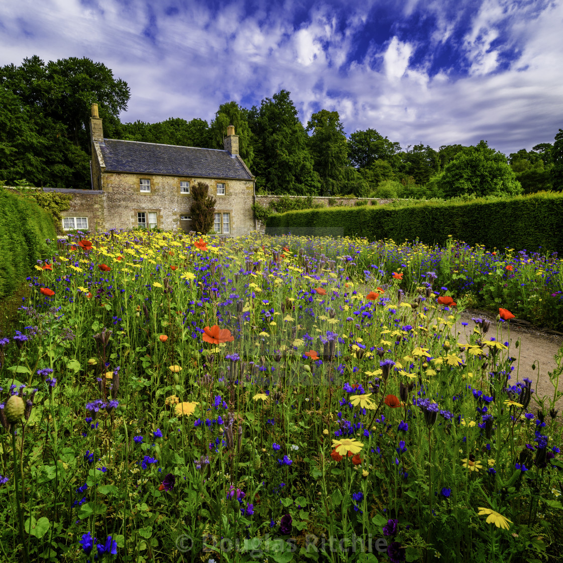 "Wild Flower Garden" stock image