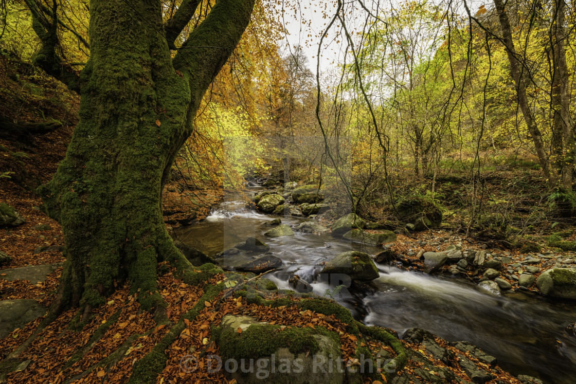 "The Autumn river" by Douglas Ritchie - £20.00 "The Autumn river" stock image