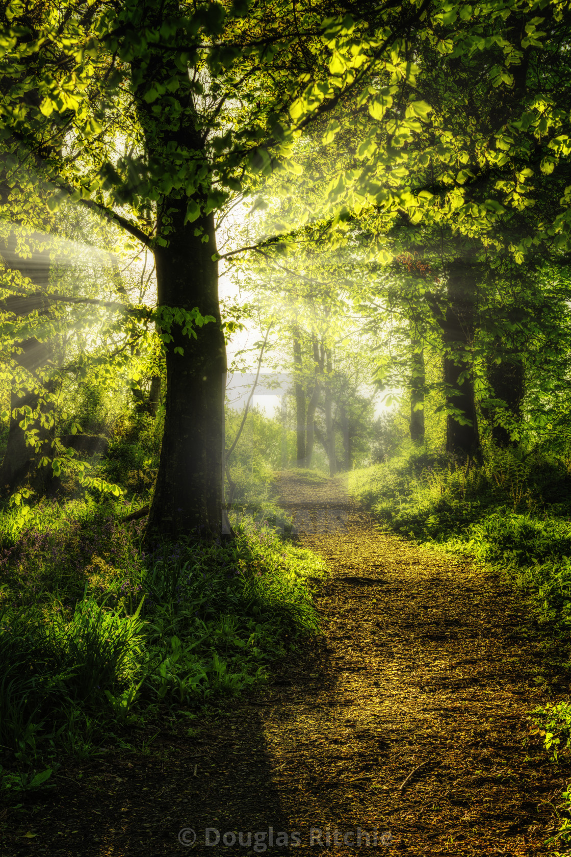 "The Sunlit Path" by Douglas Ritchie - £20.00 "The Sunlit Path" stock image