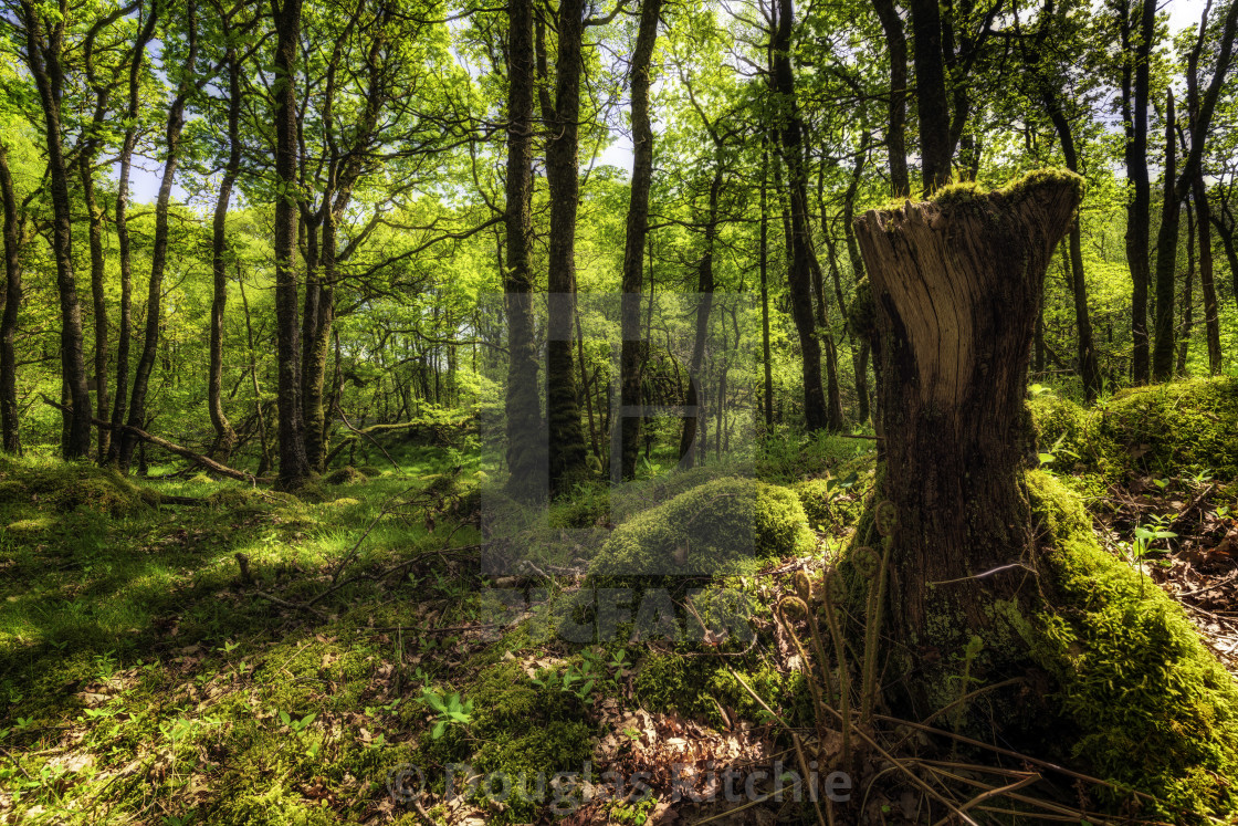 "Under the Green Canopy" stock image