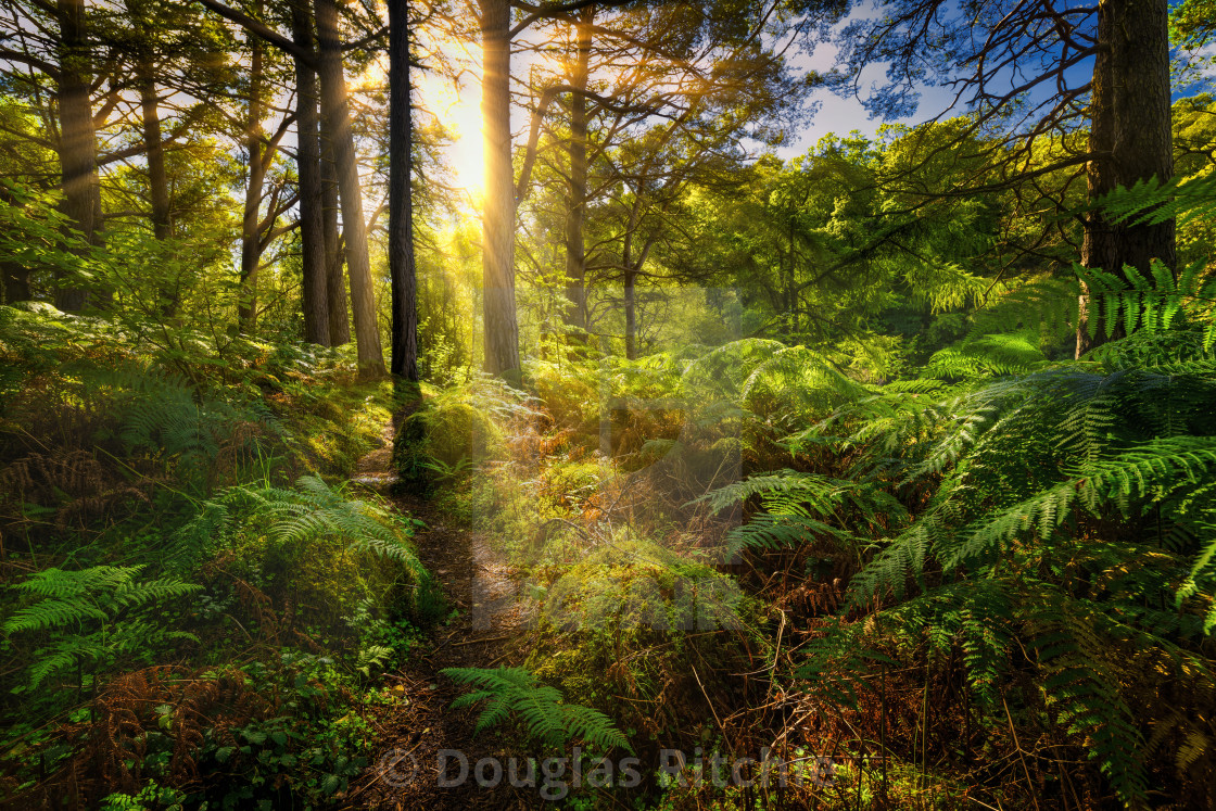 "Woodland light show" stock image