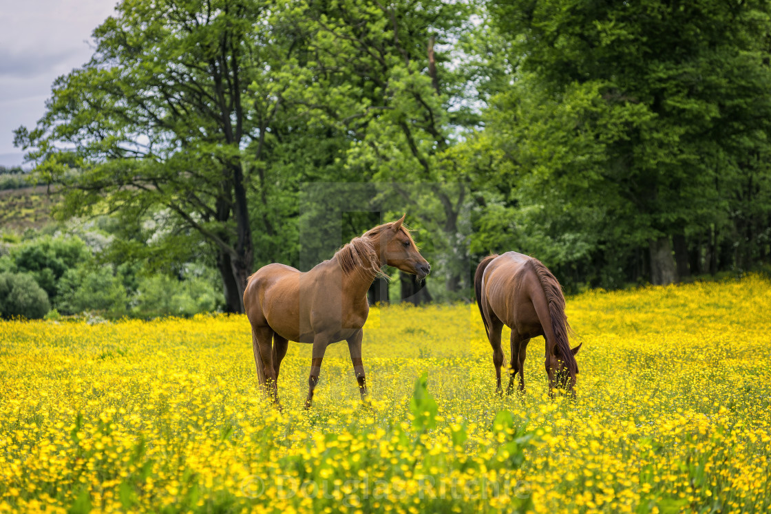 "Horses in Buttercup Field" by Douglas Ritchie - £20.00 "Horses in Buttercup Field" stock image