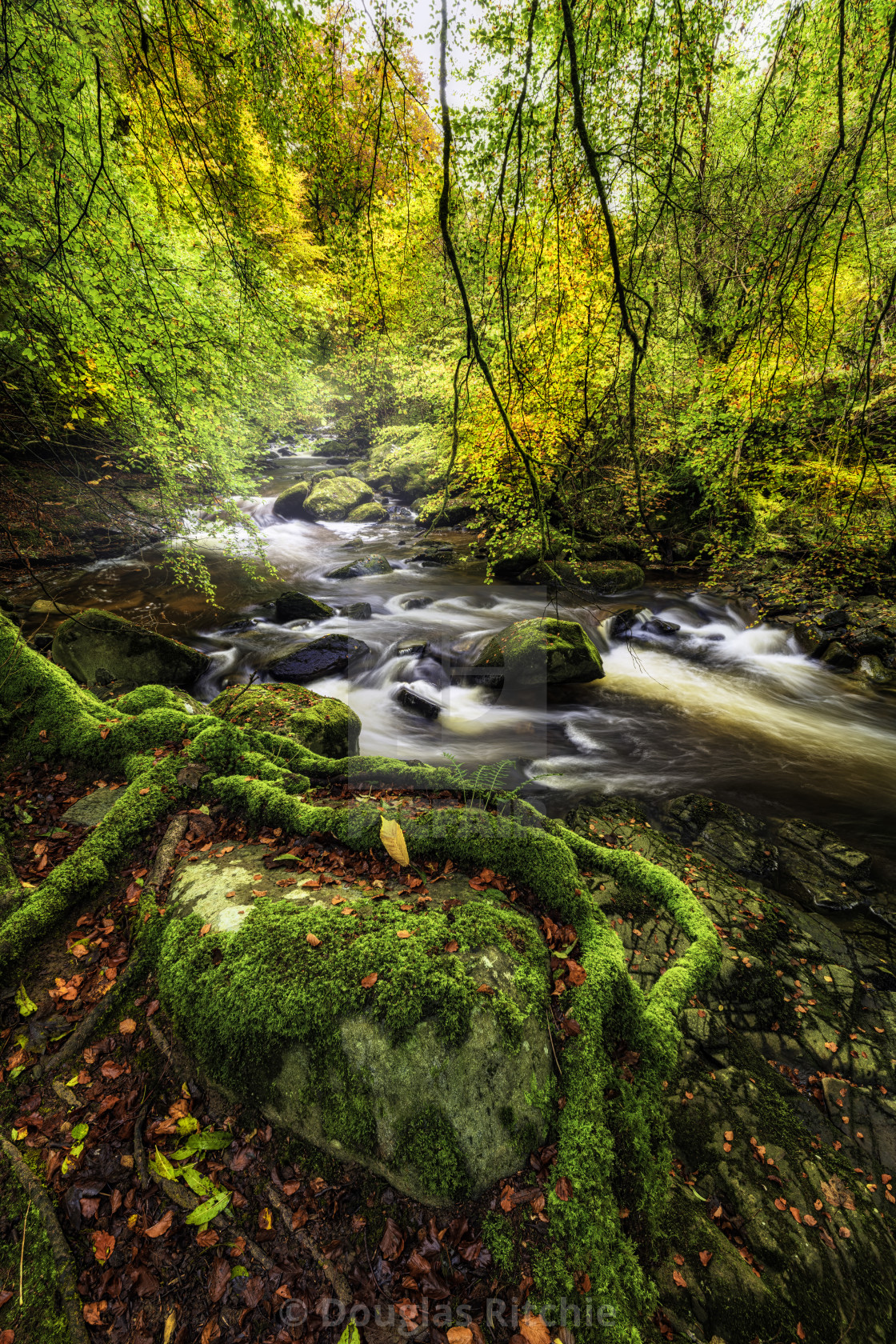"Autumn Roots" by Douglas Ritchie - £20.00 "Autumn Roots" stock image