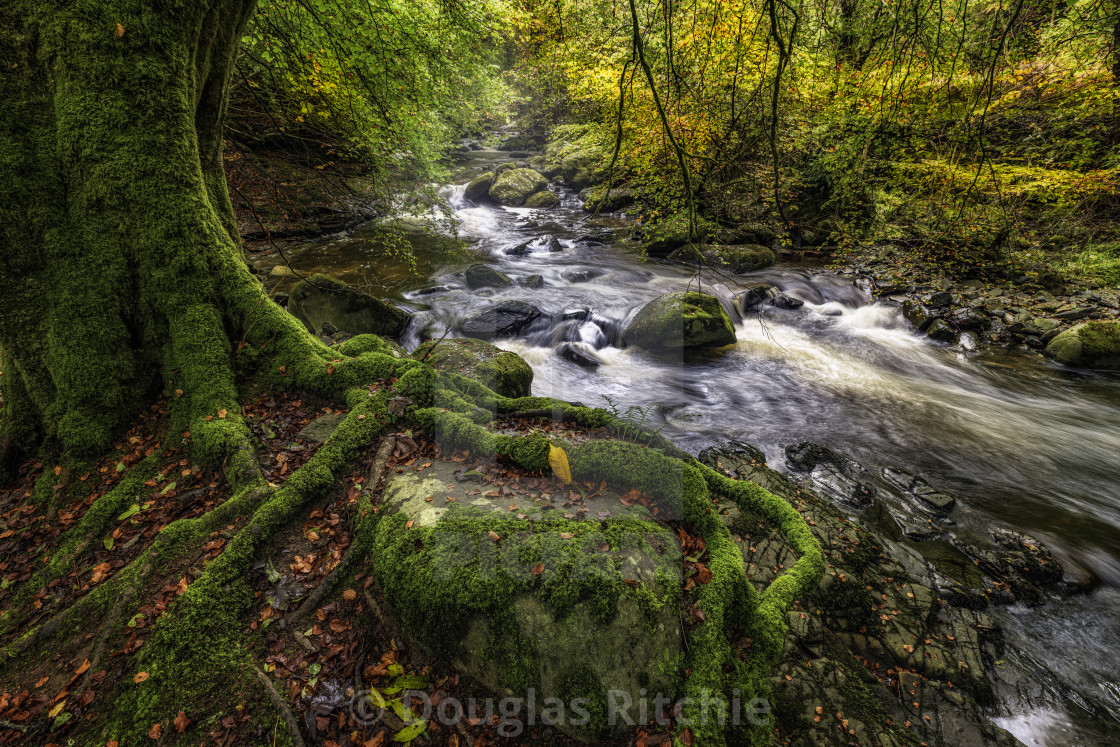 "Clinging to Autumn" stock image