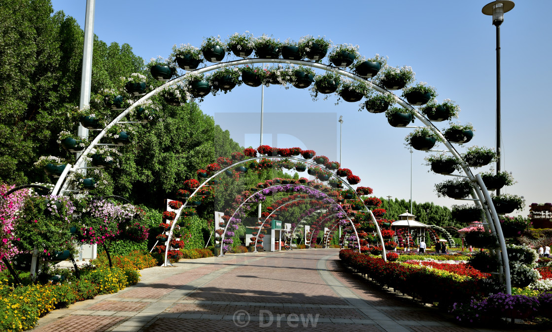 The Dubai Miracle Garden License Download Or Print For 6 20