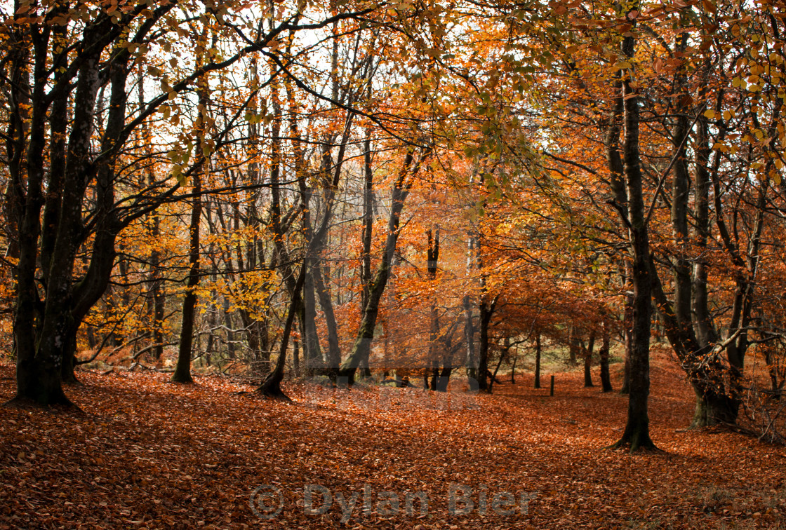 "Woodland Walk in Autum" stock image