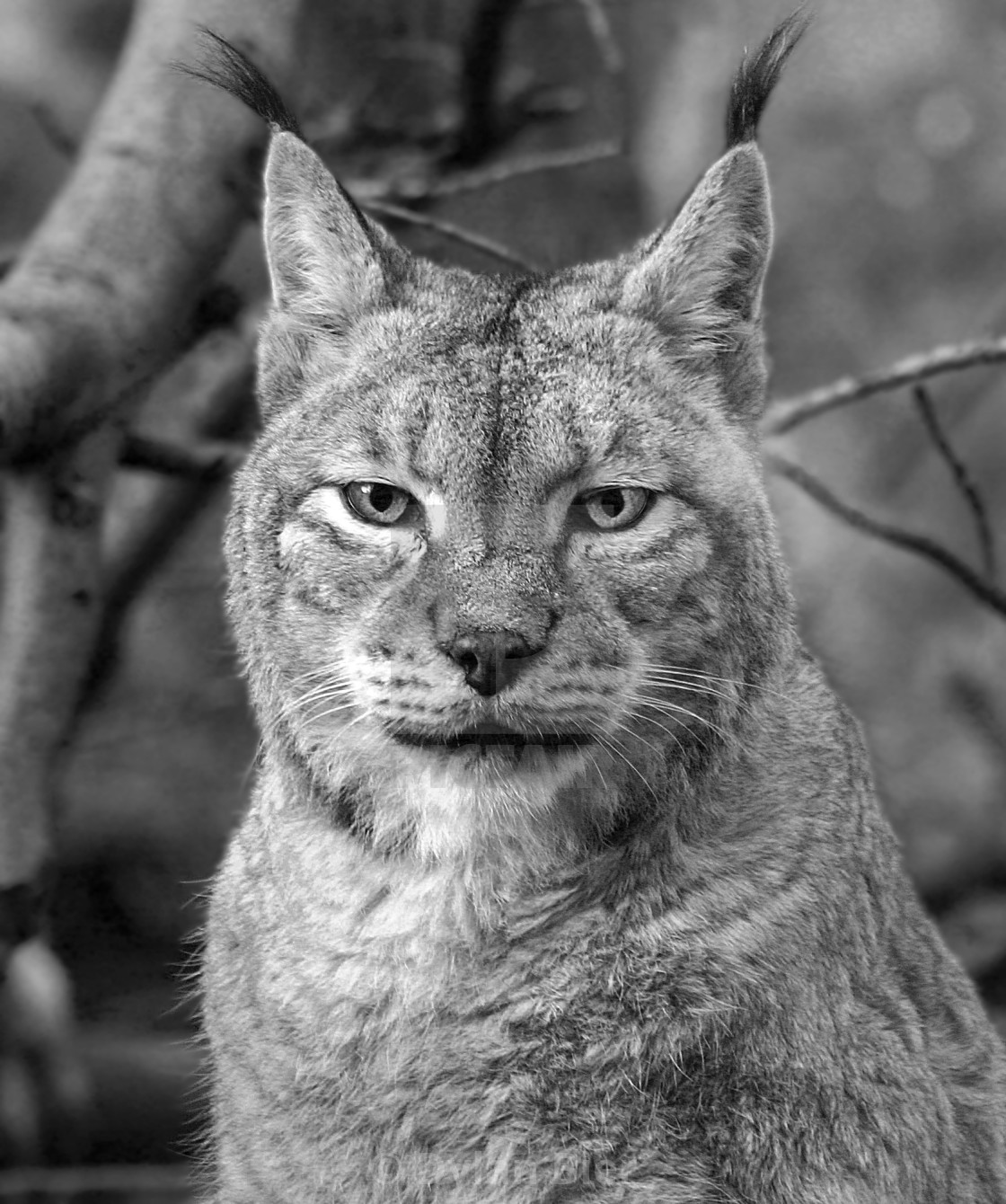 "The Lynx Effect" stock image