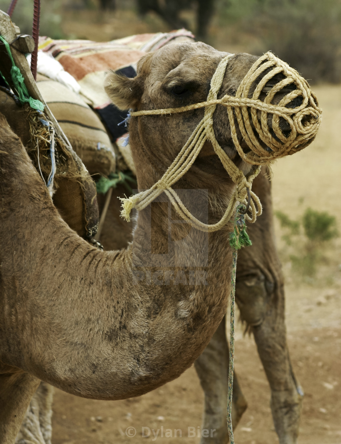 "One Hump or Two 1" stock image