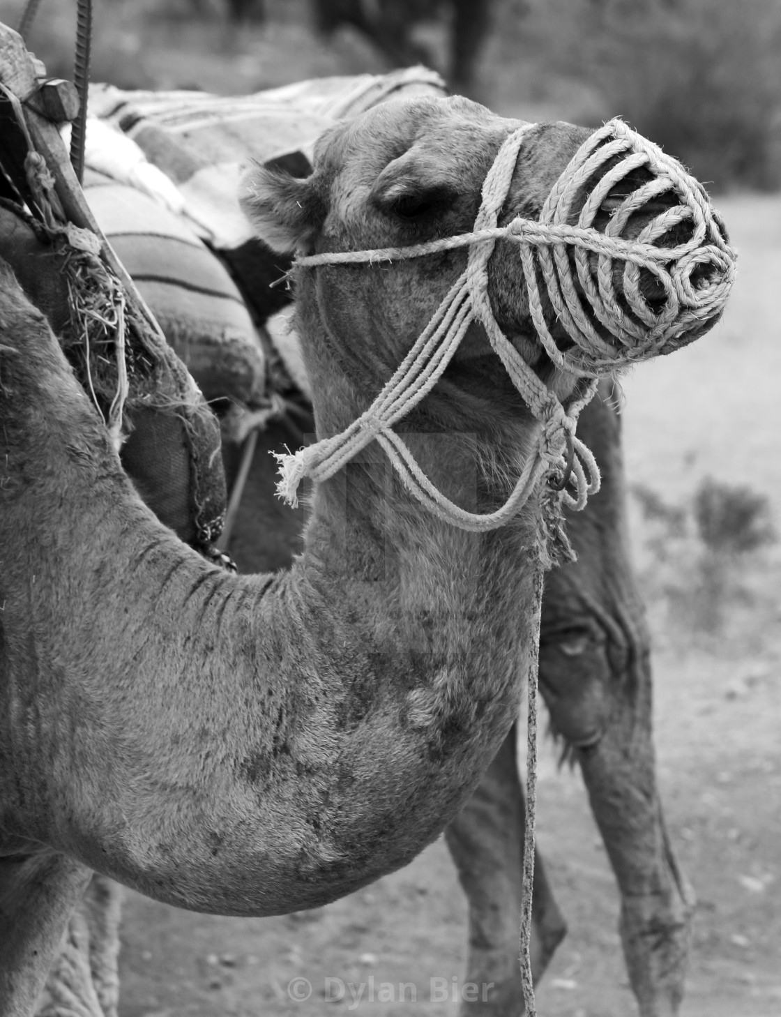 "One Hump or Two 2" stock image