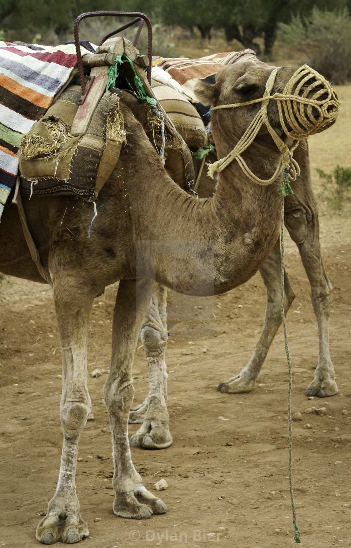 "One Hump or Two 3" stock image