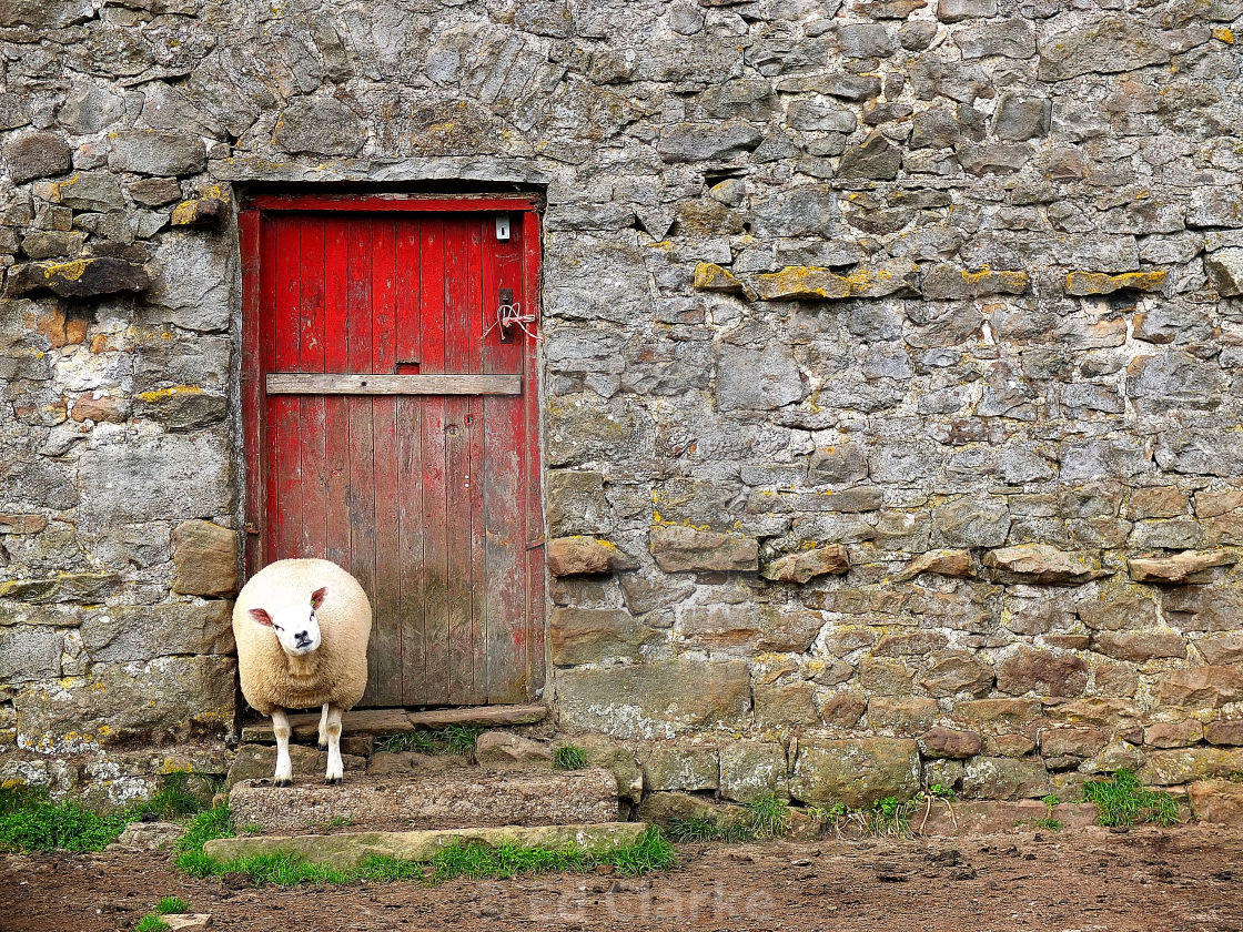 "Sheep scratch" stock image