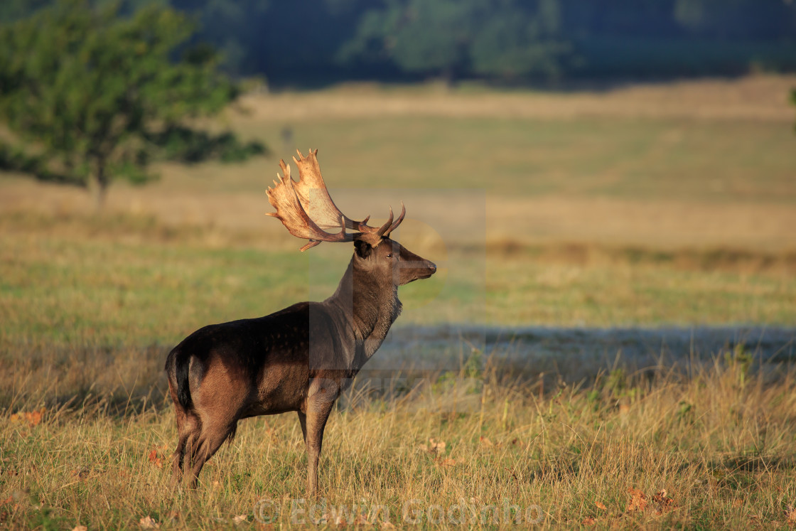 A Melanistic Fallow Deer License Download Or Print For 18 60