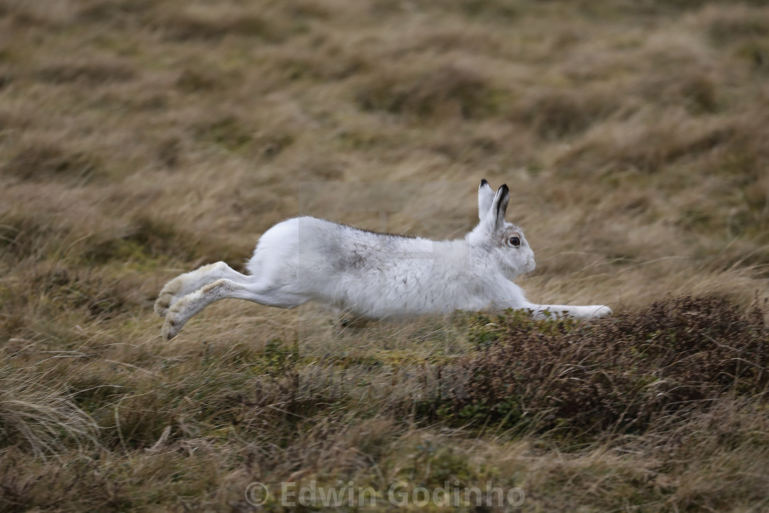 Image result for mountain hare