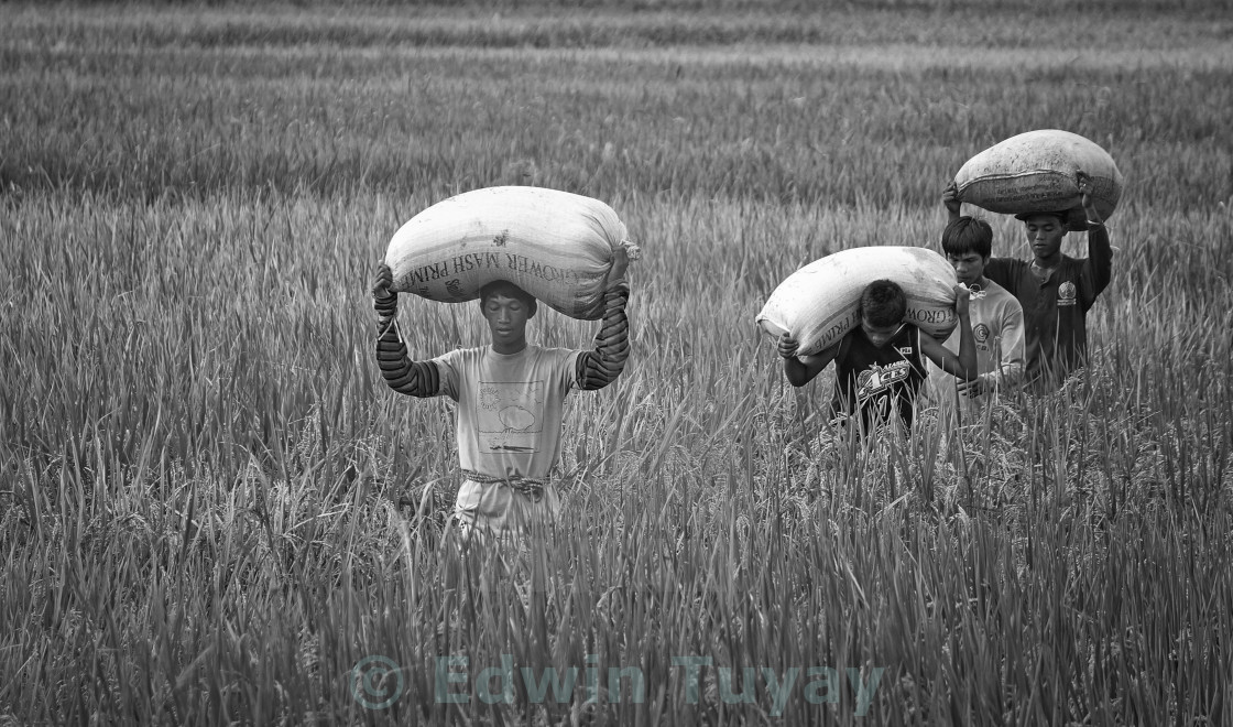 "Rice harvest" stock image