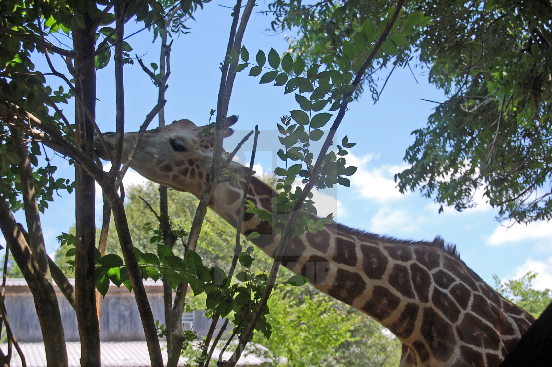 Giraffe Lafayette La Zoo License Download Or Print For 20 00 Photos Picfair