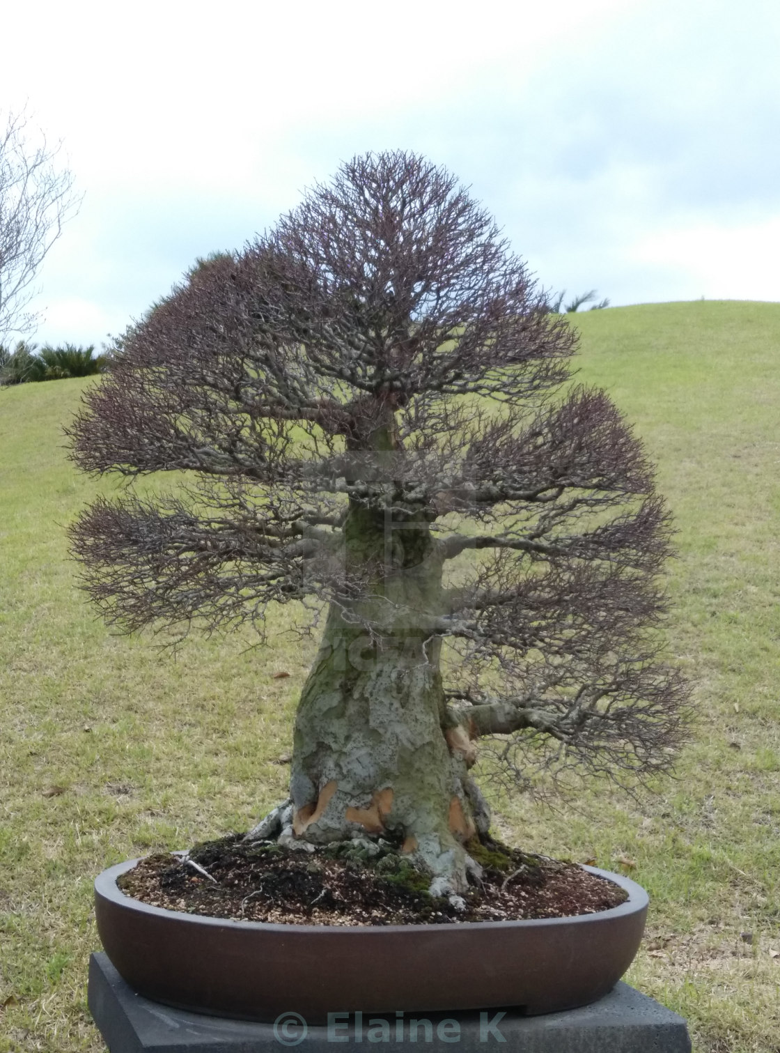 Bonsai License Download Or Print For 6 20 Photos Picfair