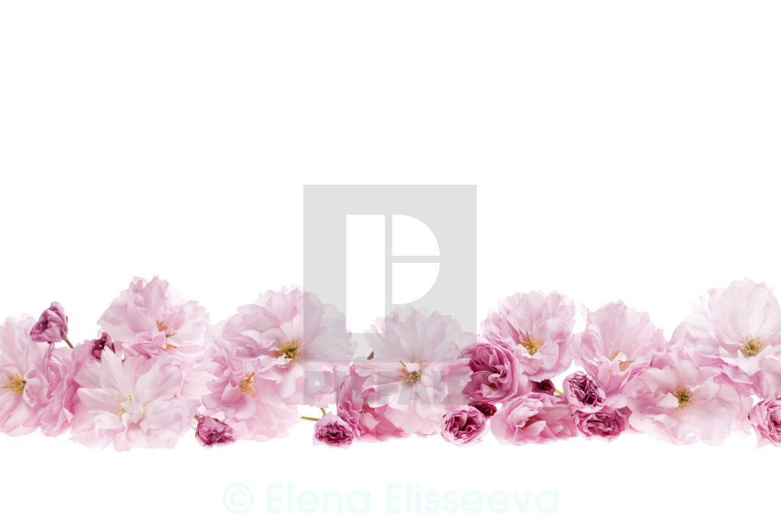 Cherry Blossoms Flower Border License Download Or Print For 31 00 Photos Picfair