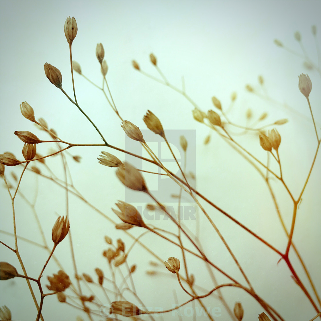 wispy dried grasses license download or print for 12 40 photos wispy download
