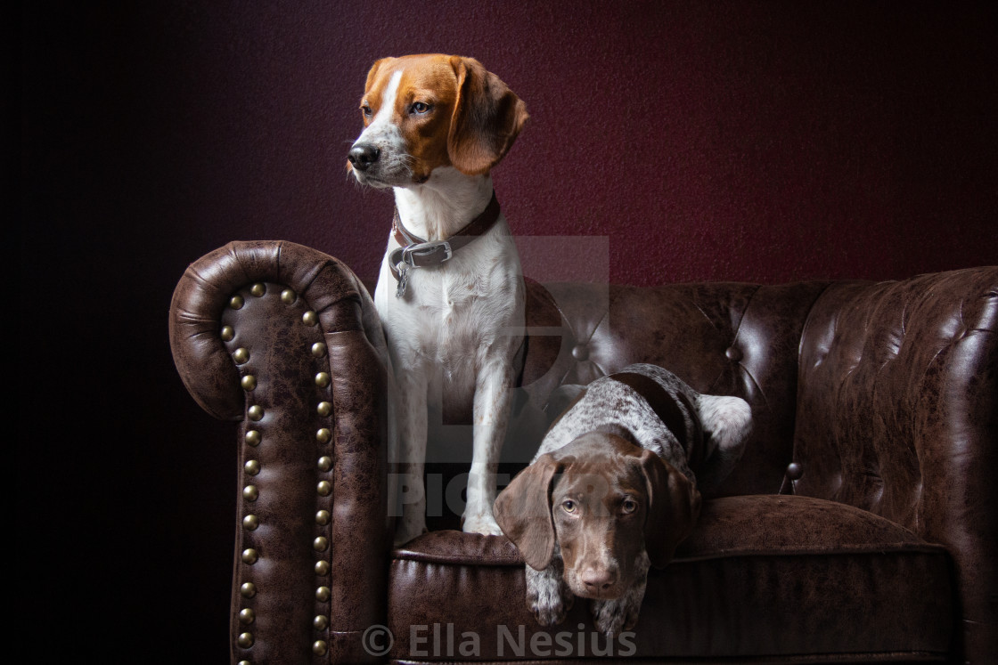 Beagle And A German Shorthaired Pointer License Download Or