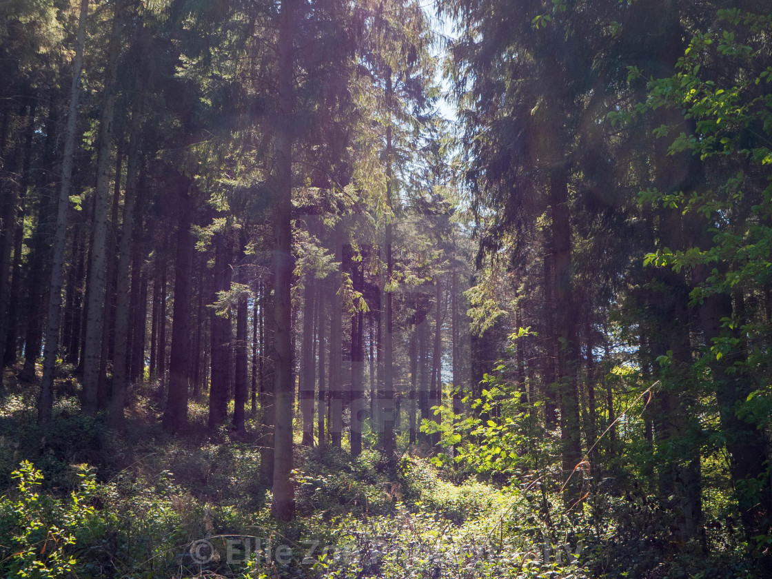 "A Gentle Light From Above" stock image