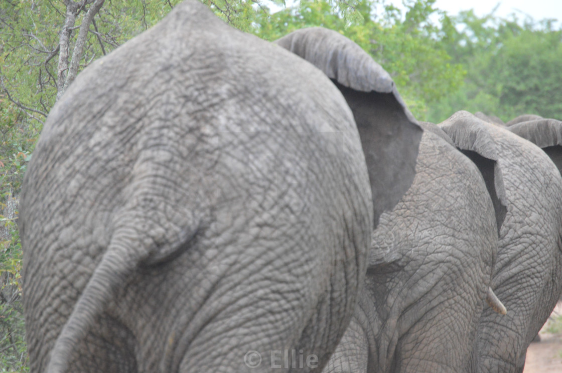 elephant booties