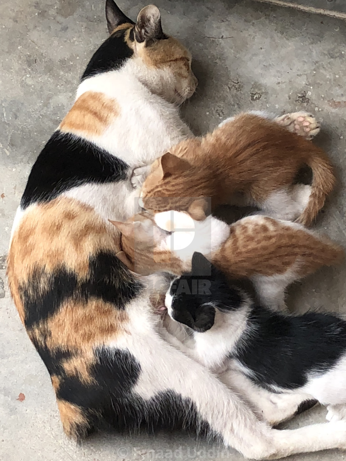 A Cat Feeding Her Kittens License Download Or Print For 12 40