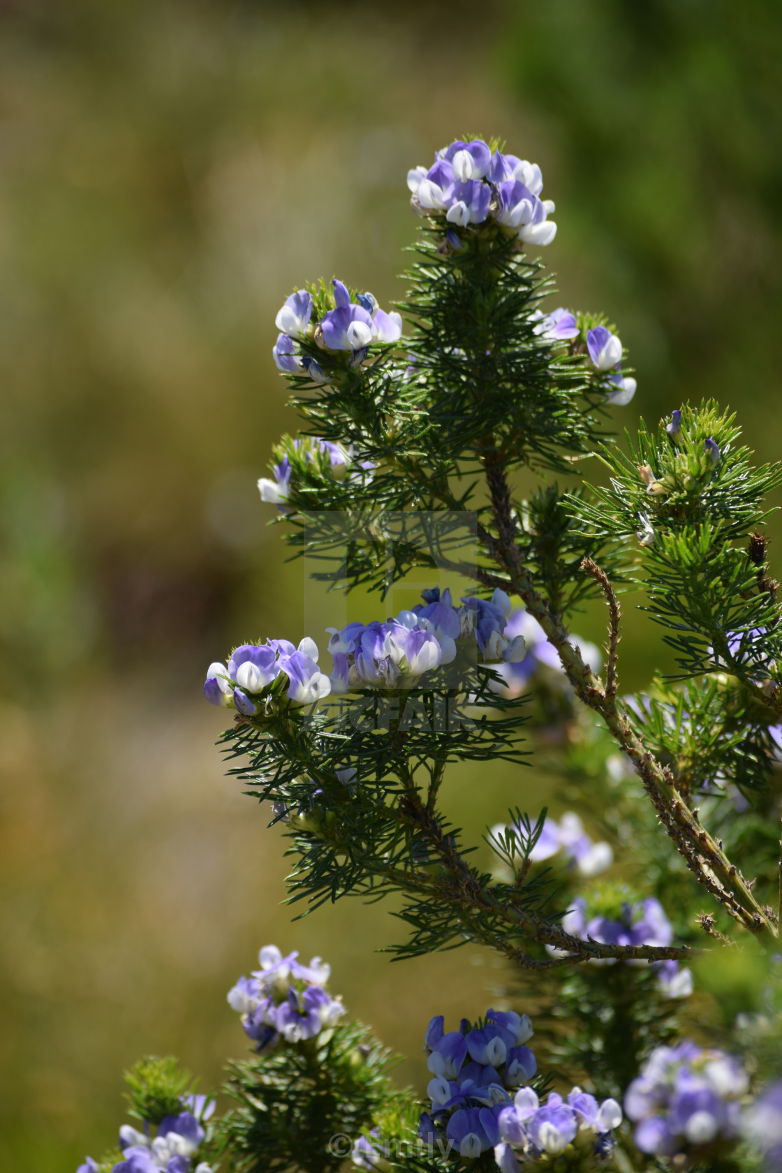 Small Purple Flowers On A Bush License Download Or Print For 4 96 Photos Picfair