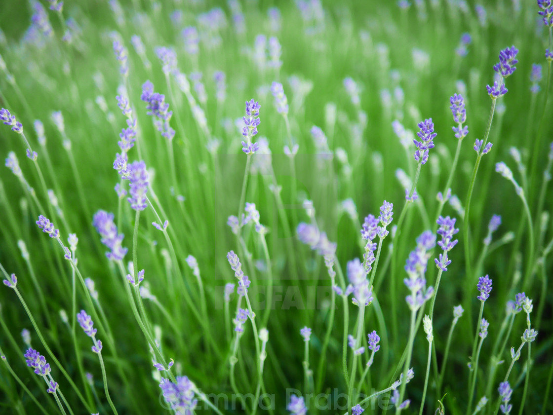 "Lavender Blue" stock image