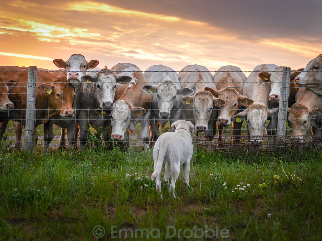 "Farm pep talk..." stock image