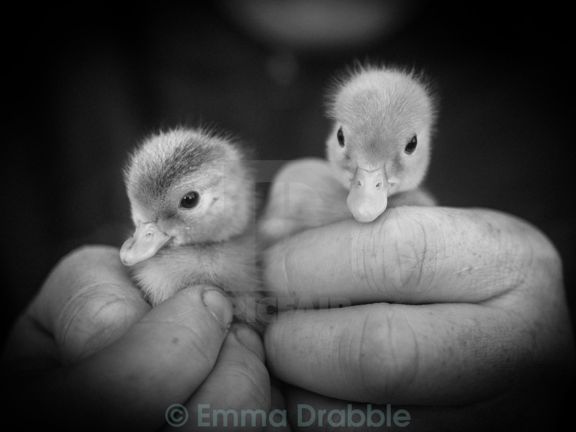 "Call Ducklings" stock image