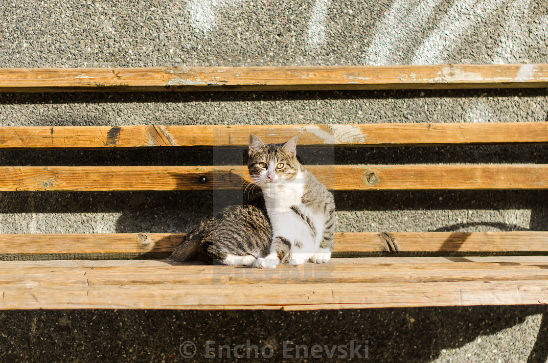 Scared Cat On The Bench License Download Or Print For 1 24