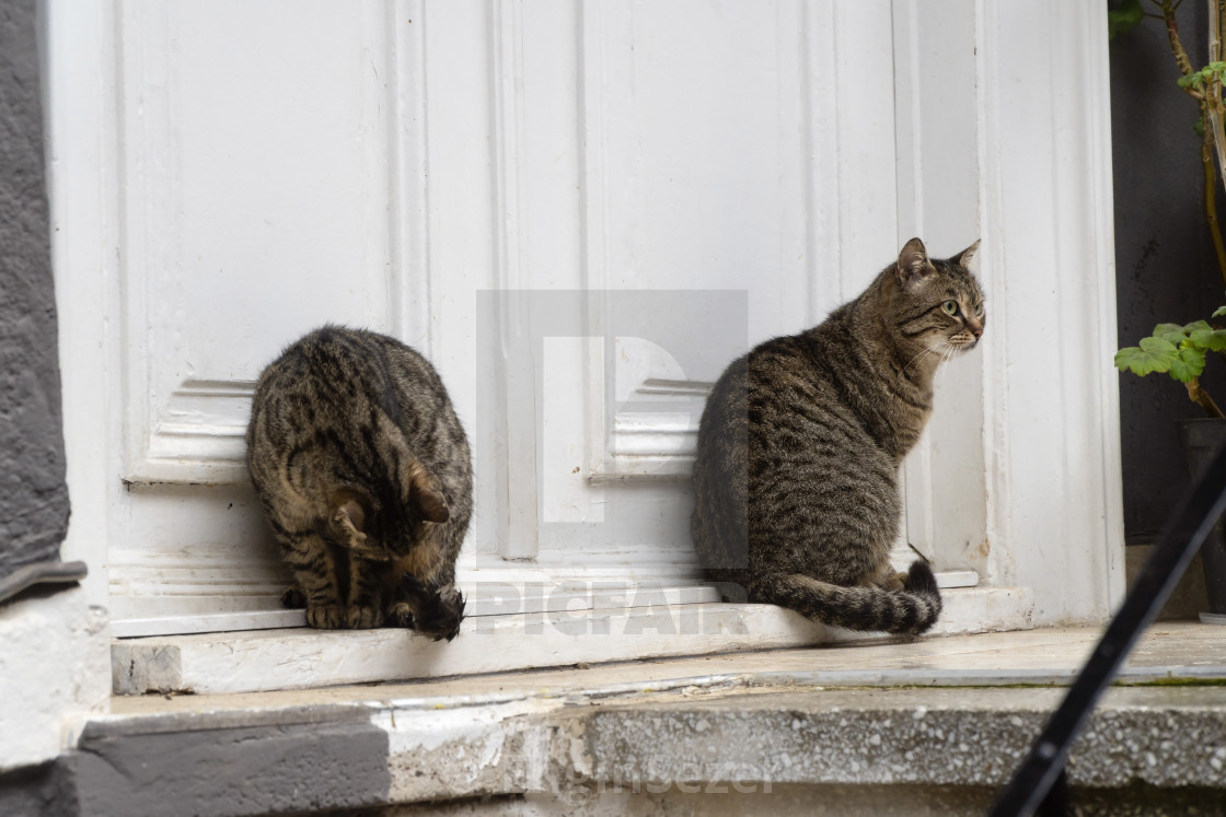 Tabby Cats In Front Of House Door License Download Or Print For