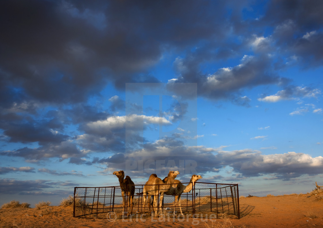 "Camels in nafoud desert, Saudi arabia" stock image