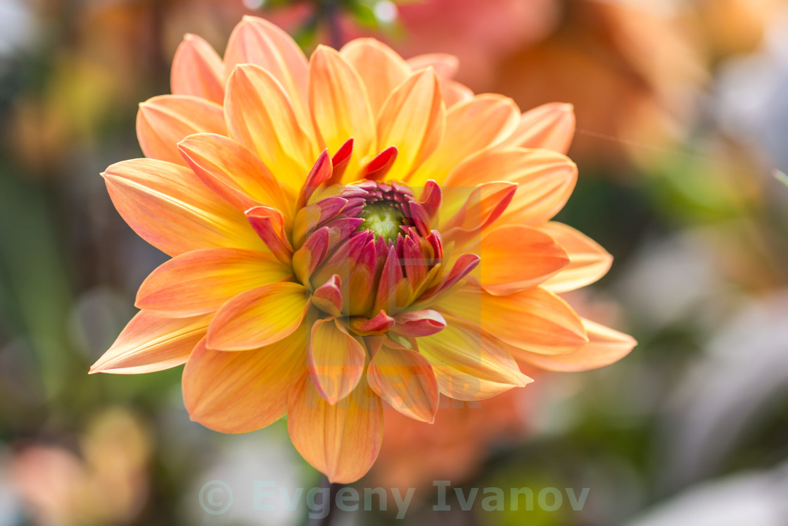 Orange Flower Chrysanthemum Purple Red And Yellow Colors