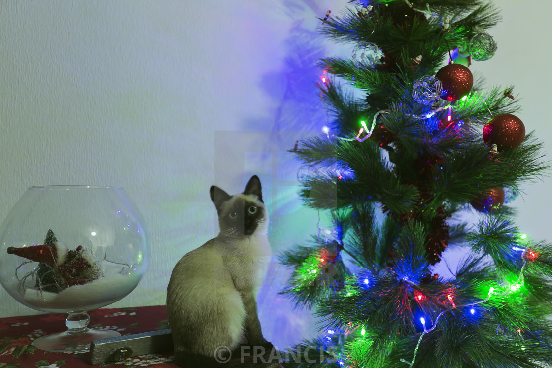 Siamese Cat Next To A Christmas Tree License Download Or Print