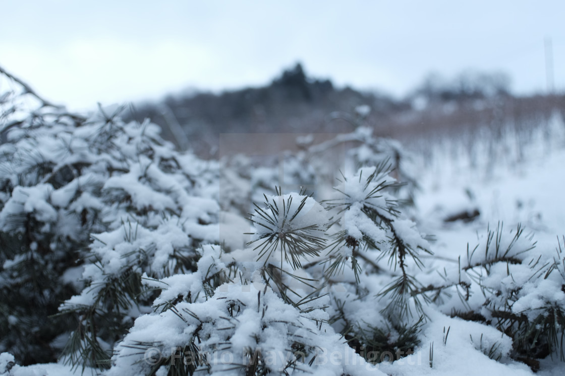 Snowy Winter Scenes In Alsace France License Download Or Print