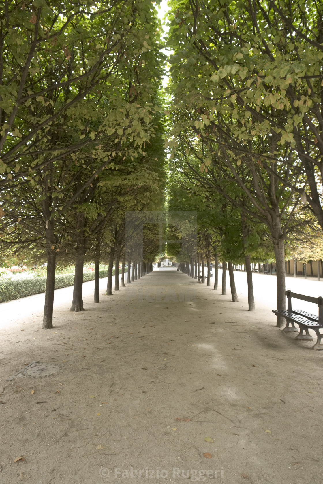 Alley With Trees In Paris France License Download Or Print For 62 00 Photos Picfair