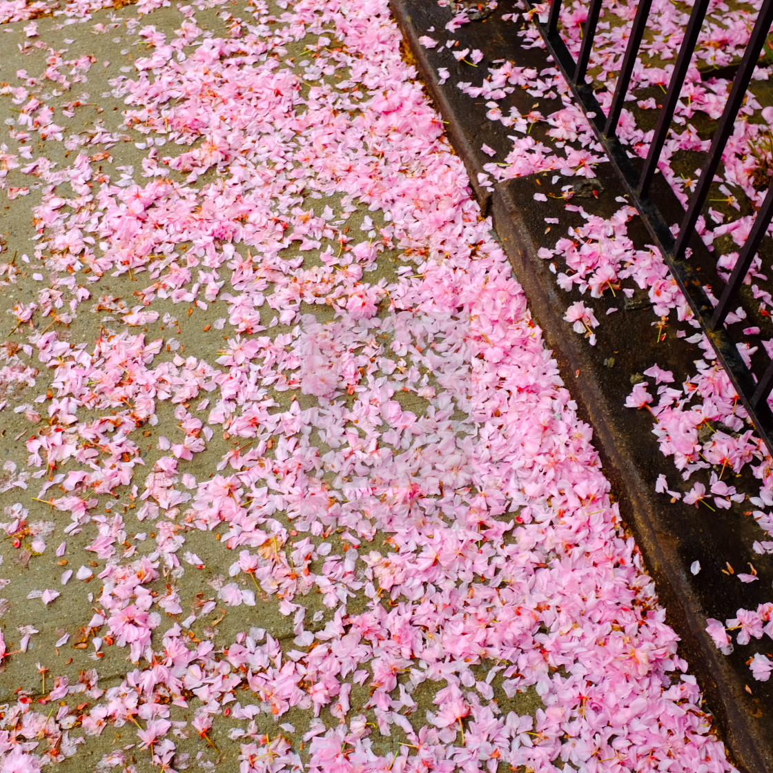 Flower petals after the rain - License, download or print for ...