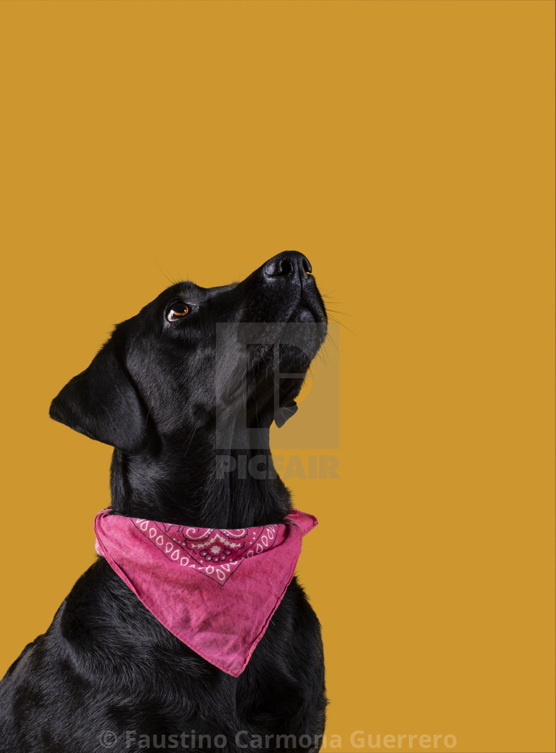 Black Labrador Dog With Neckerchief Looking Up On Yellow Background License Download Or Print For 5 95 Photos Picfair