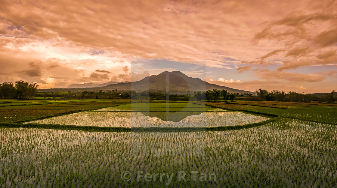 "Rice field, Flores Island, Indonesia" stock image